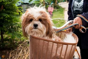 Dog Basket For Bike Uk