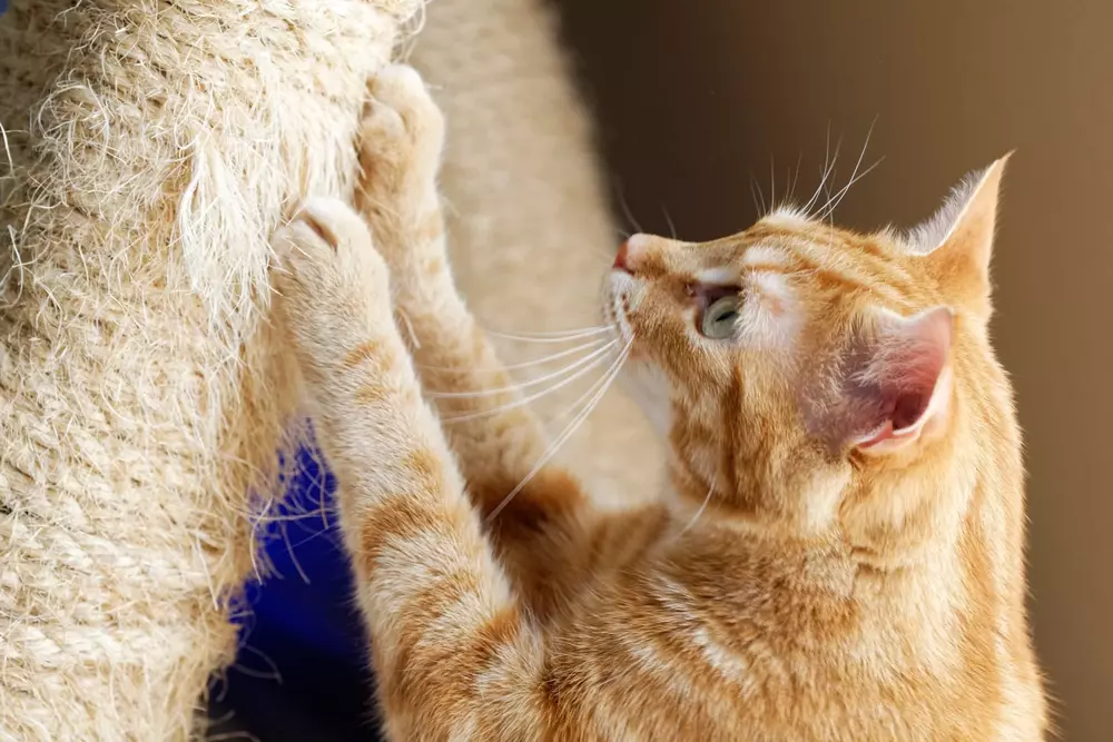 How To Stop Cat Climbing Curtains