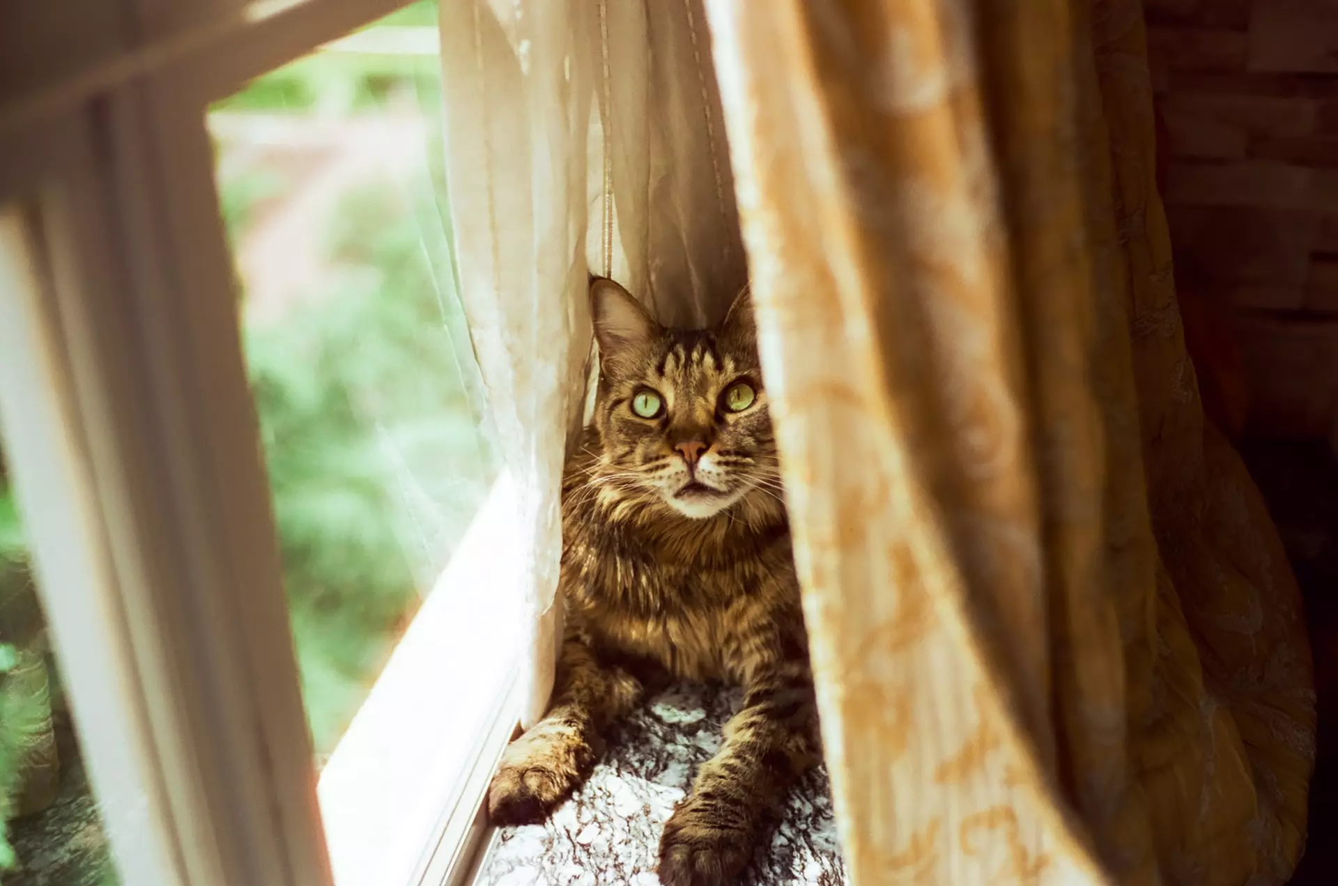 How To Stop Cat Climbing Curtains