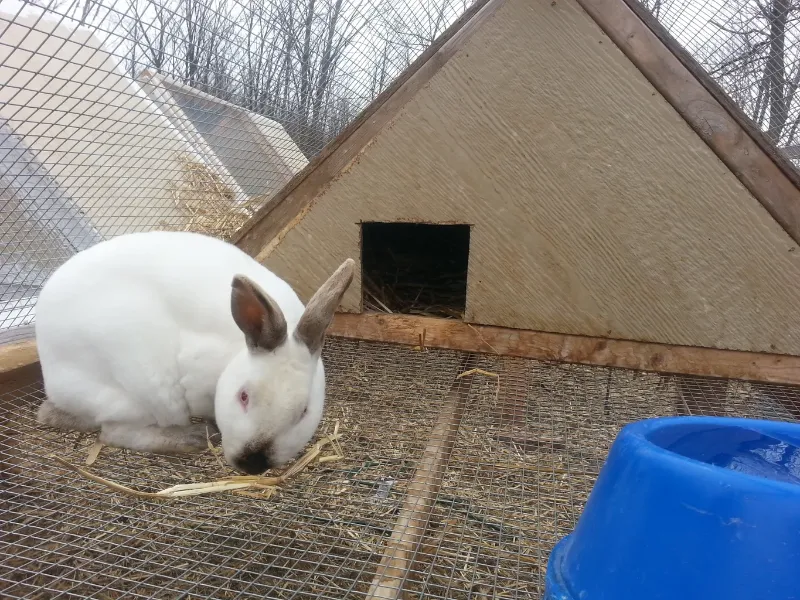 rabbit climbing frame